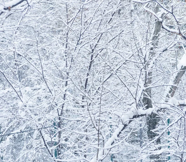 Κλαδιά Δέντρων Καλυμμένα Χιόνι Χειμώνας Εικόνα Αρχείου