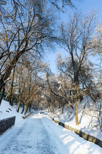 Άδειο Μονοπάτι Υγείας Terrenkur Στο Πάρκο Χειμώνα Στο Almaty Καζακστάν Royalty Free Φωτογραφίες Αρχείου