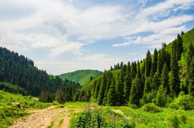 Yazın çam ağaçlarıyla güzel dağ manzarası