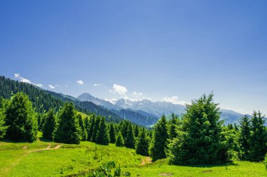Yazın çam ağaçlarıyla güzel dağ manzarası