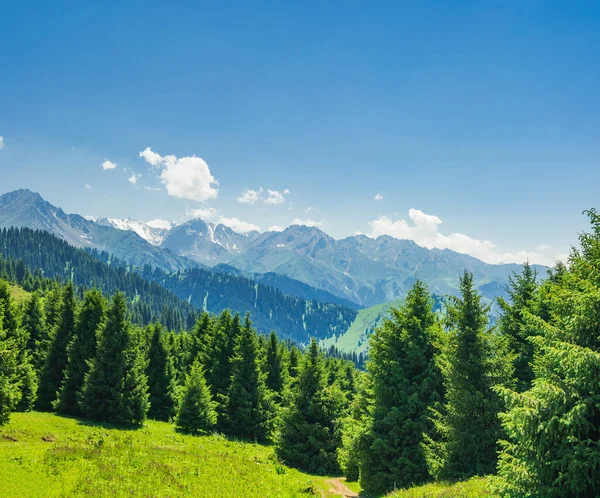 松の木と夏の美しい山の風景 — ストック写真
