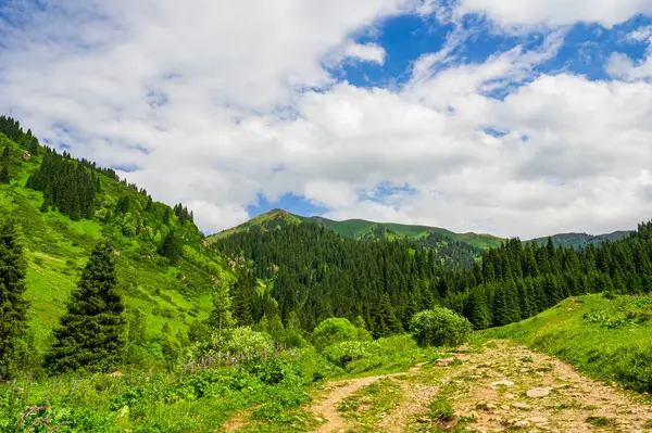 Krásná Horská Krajina Létě Borovicemi — Stock fotografie