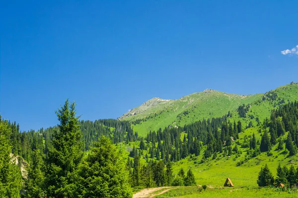 Schöne Berglandschaft Sommer Mit Kiefern — Stockfoto