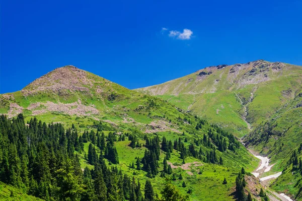 夏の美しい山の風景 — ストック写真