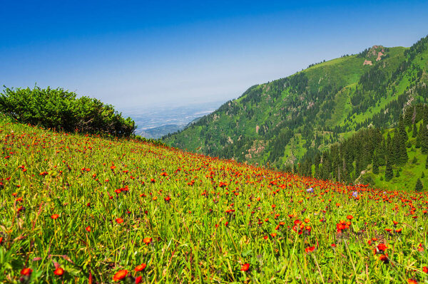 Beautiful mountain landscape with meadows of red flowers in summer