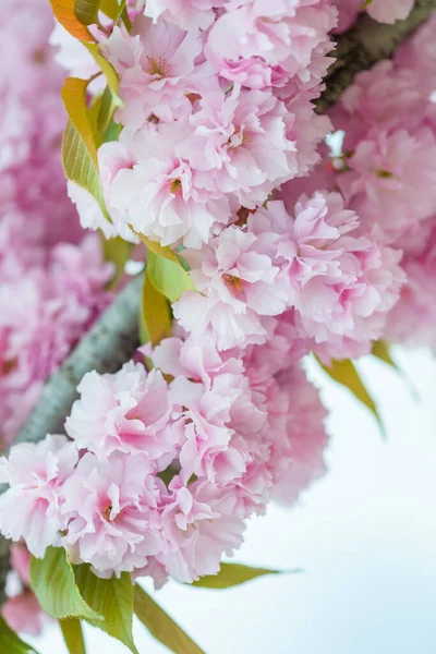 Cherry Blossoms Close — Stock Photo, Image