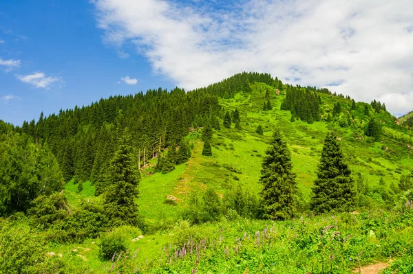 Krásná Horská Krajina Létě Borovicemi Stock Fotografie
