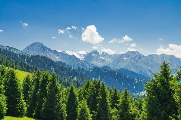Krásná Horská Krajina Létě Borovicemi Stock Obrázky