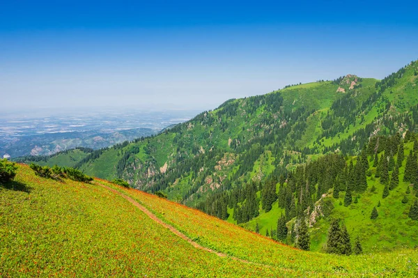 美丽的山景 夏天长满了红花的草地 免版税图库照片