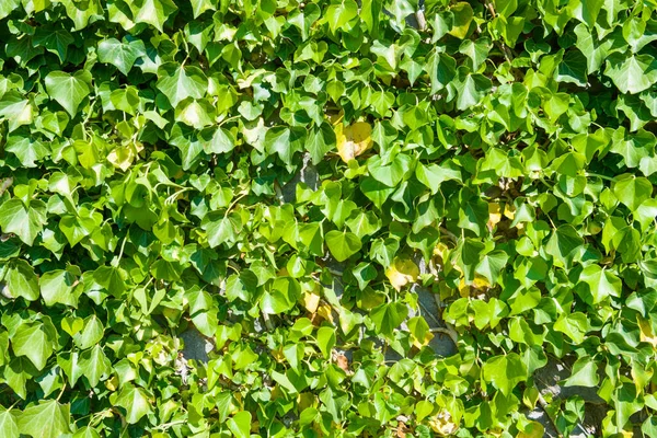 Grönt Gräs För Bakgrund Och Tapeter Royaltyfria Stockbilder