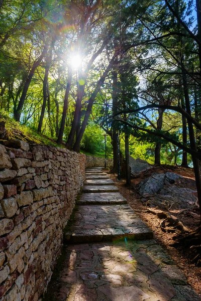 Bela Estrada Iluminada Pelo Sol Entre Árvores Costa Adriático Montenegro Fotografia De Stock