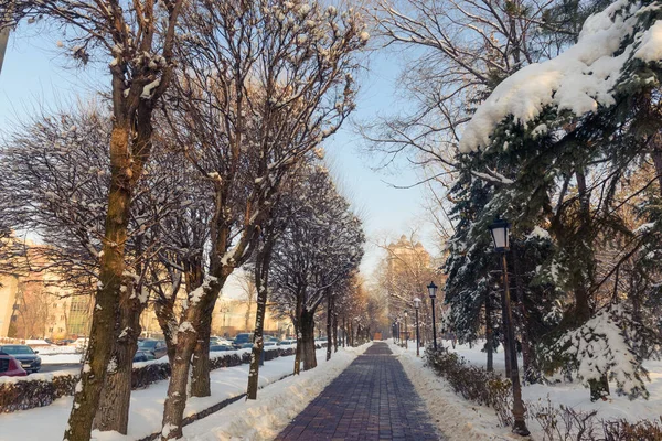Prázdná Ulička Parku Zimě — Stock fotografie