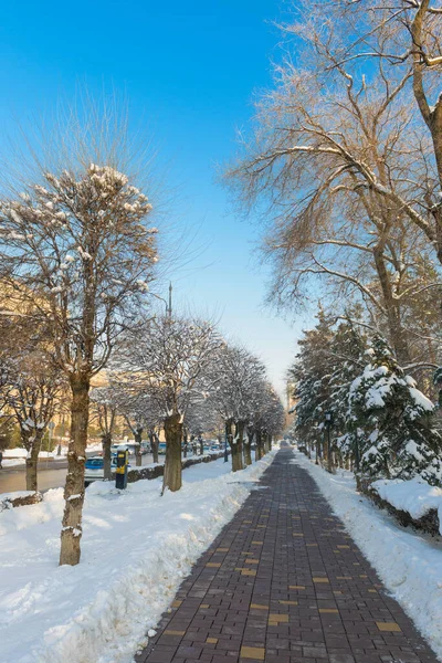 冬天公园里空旷的小巷 免版税图库照片
