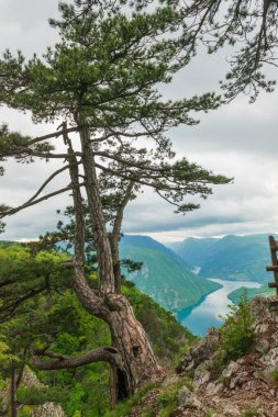 Ağaç, Drina Nehri Kanyonu 'nun arka planında.