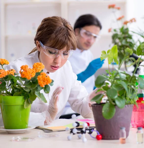 Los Dos Jóvenes Botánicos Trabajando Laboratorio —  Fotos de Stock
