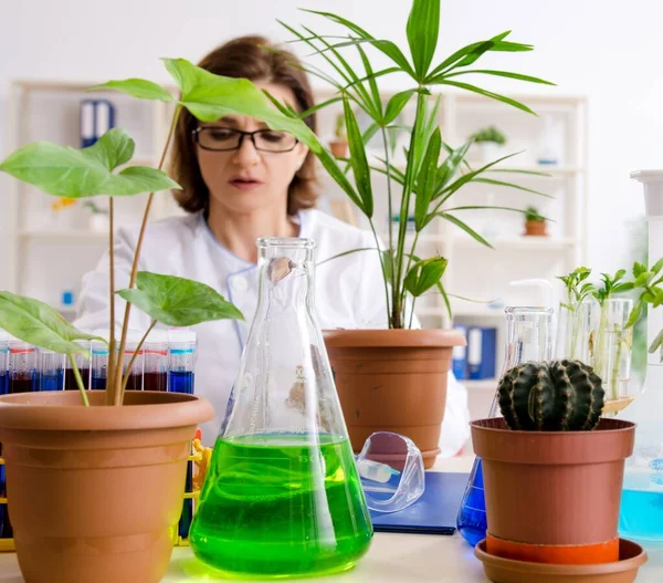 Vieja Química Biotecnológica Que Trabaja Laboratorio —  Fotos de Stock