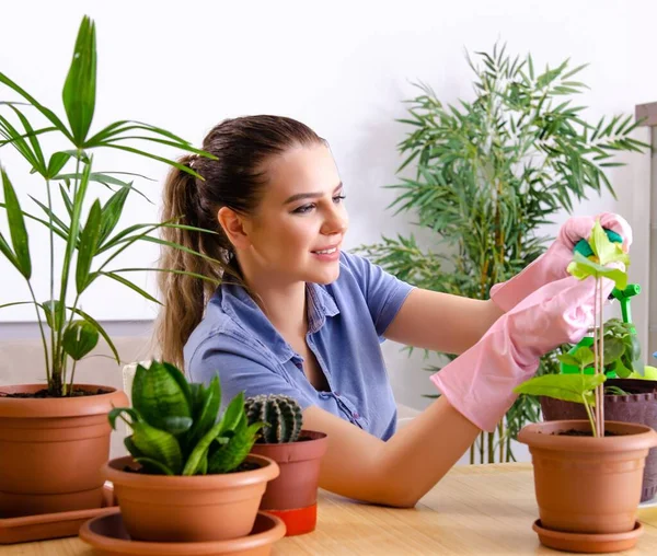 Jonge Vrouwelijke Tuinman Met Planten Binnen — Stockfoto