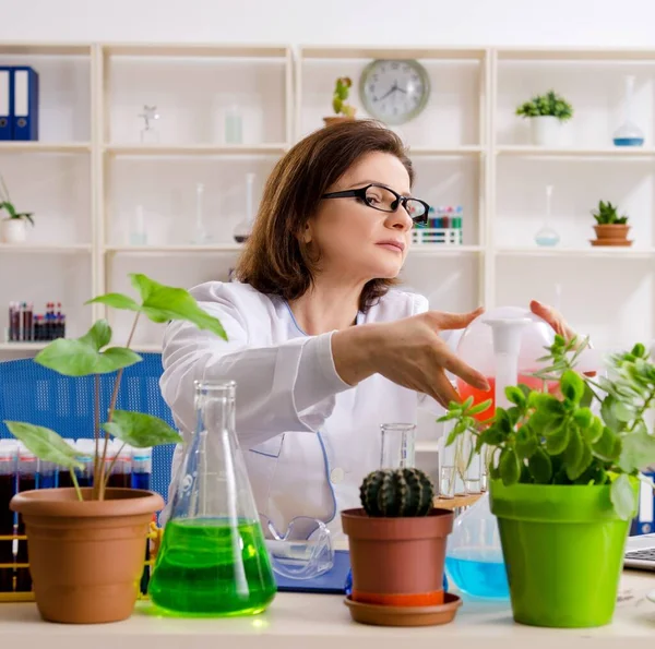 Den Gamla Kvinnliga Bioteknikkemisten Som Arbetar Labbet — Stockfoto