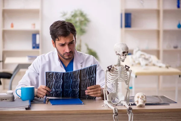 Genç Doktor Radyoloji Uzmanı Insan Iskeleti Üzerinde Çalışıyor — Stok fotoğraf