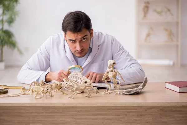 stock image Young student paleontologist examining ancient animals at lab