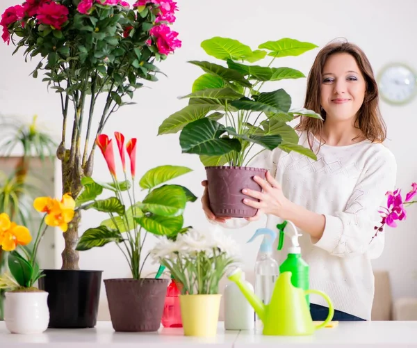 Young Woman Looking Plants Home — Stock Photo, Image