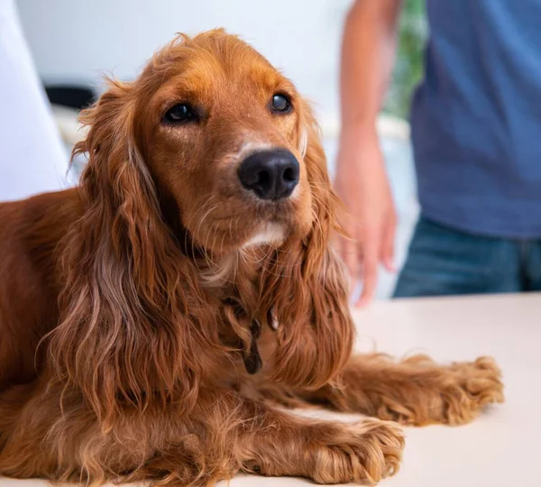 Veteriner Doktor Golden Retriever Köpeğini Klinikte Muayene Ediyor — Stok fotoğraf