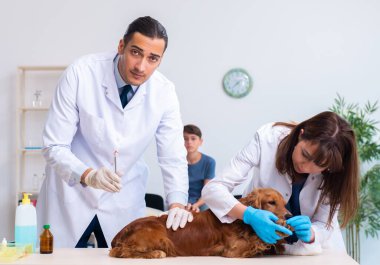 Veteriner doktor Golden Retriever köpeğini klinikte muayene ediyor.