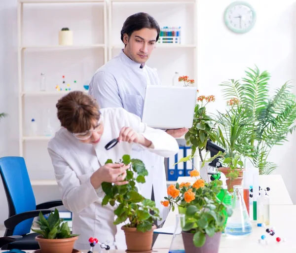 Les Deux Jeunes Botanistes Travaillant Dans Laboratoire — Photo