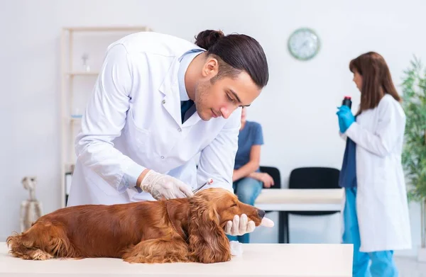 診療所でゴールデンレトリバー犬を調べる獣医さん — ストック写真