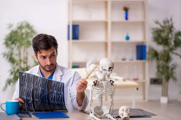 Genç Doktor Radyoloji Uzmanı Insan Iskeleti Üzerinde Çalışıyor — Stok fotoğraf