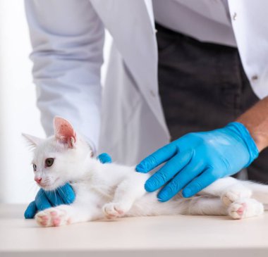 Genç erkek doktor hasta kediyi muayene ediyor.