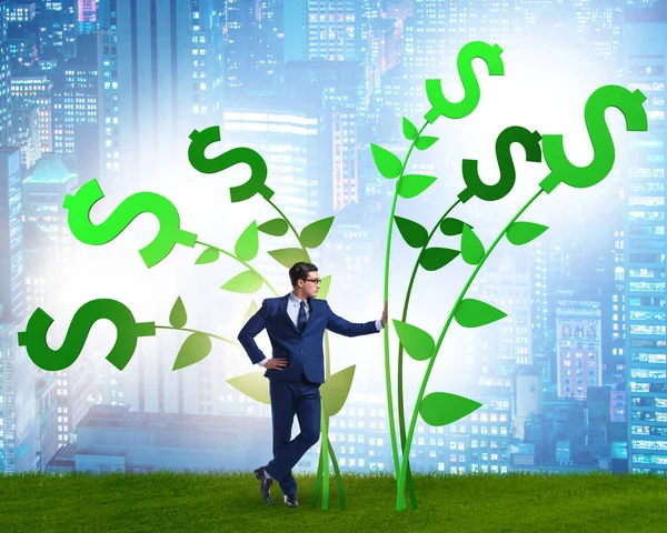 Money Tree Concept Businessman Growing Profit — Stock fotografie