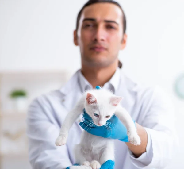 Mladý Lékař Vyšetřuje Nemocnou Kočku — Stock fotografie