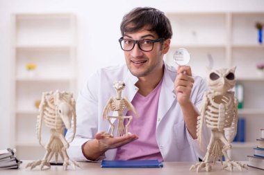 Genç paleontolog laboratuvarda antik hayvanları inceliyor.