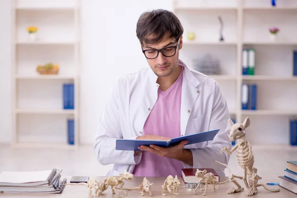 Ung Paleontolog Undersöker Gamla Djur Labbet — Stockfoto