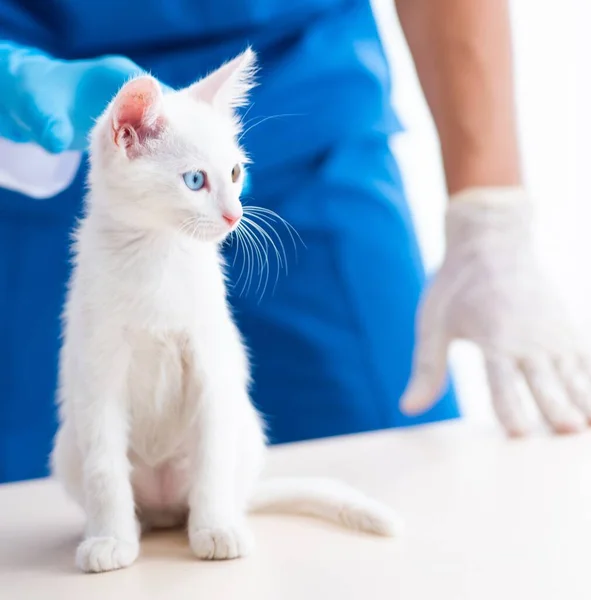Dva Mladí Veterináři Vyšetřují Nemocnou Kočku — Stock fotografie
