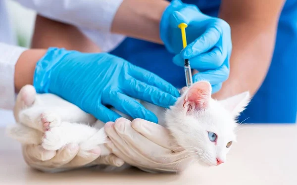 Los Dos Jóvenes Médicos Veterinarios Examinando Gato Enfermo — Foto de Stock