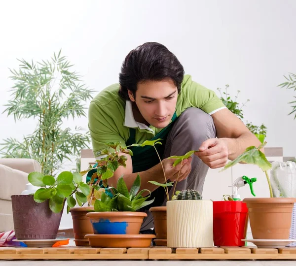 Young Male Gardener Plants Indoors — Foto Stock