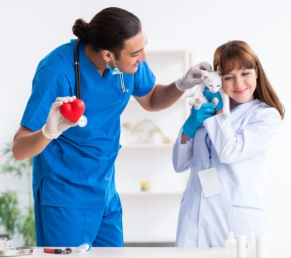Los Dos Jóvenes Médicos Veterinarios Examinando Gato Enfermo — Foto de Stock