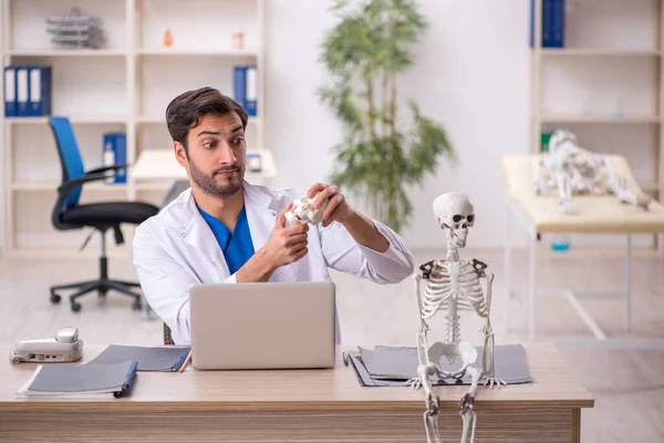 Молодой Врач Изучает Скелет Человека Клинике — стоковое фото