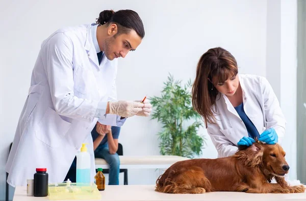 The vet doctor examining golden retriever dog in clinic