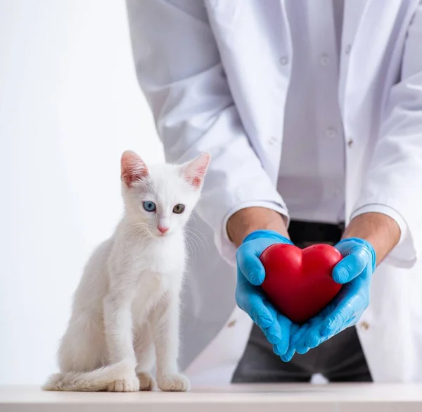 Young Male Doctor Examining Sick Cat — Stock Photo, Image