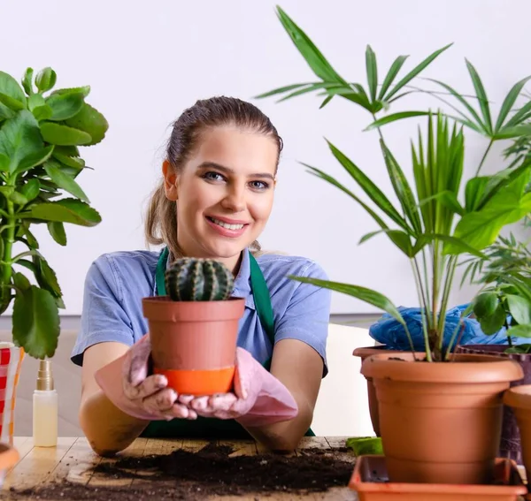 Jeune Jardinière Avec Des Plantes Intérieur — Photo
