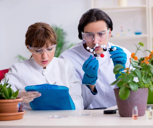 在实验室工作的两位年轻的植物学家 — 图库照片