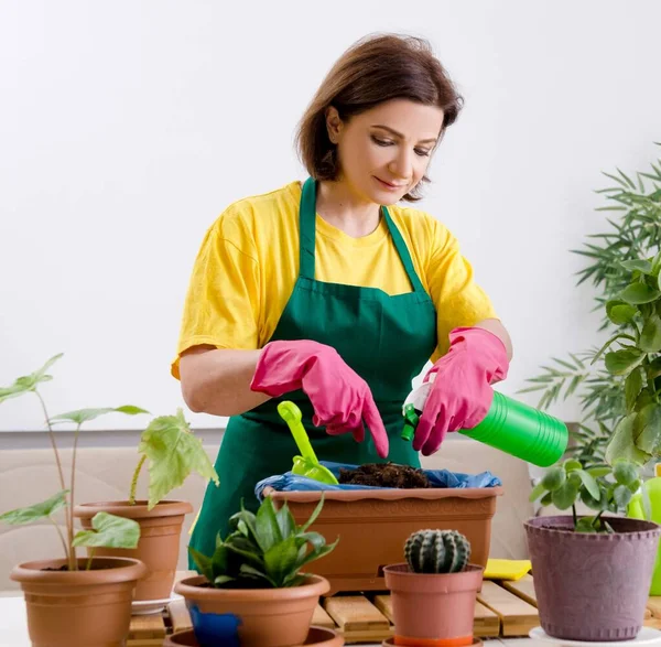 Female Gardener Plants Indoors — Stock Photo, Image