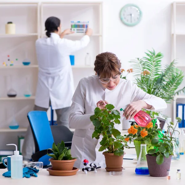 Двое Молодых Ботаников Работающих Лаборатории — стоковое фото