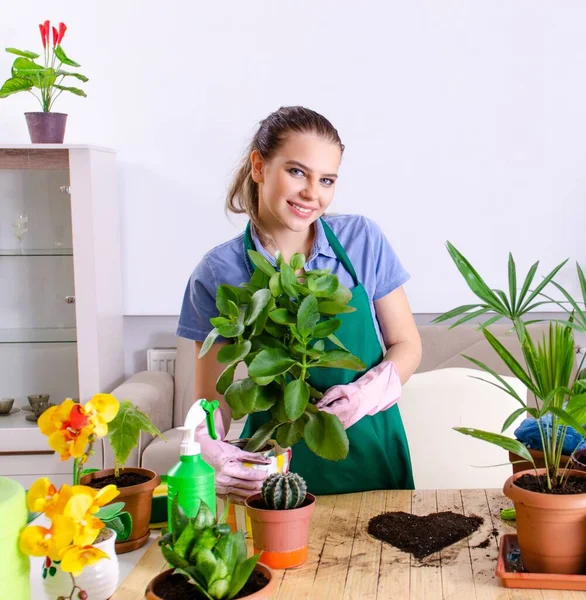 Young Female Gardener Plants Indoors — Stock Photo, Image