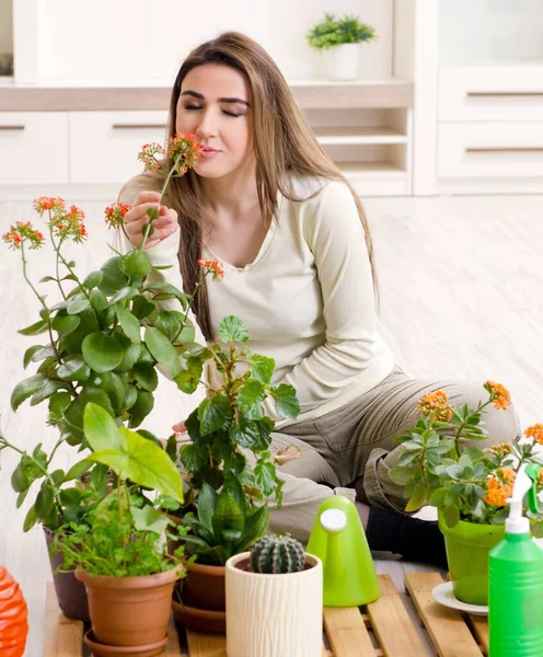 Den Unga Kvinnliga Trädgårdsmästaren Med Växter Inomhus — Stockfoto