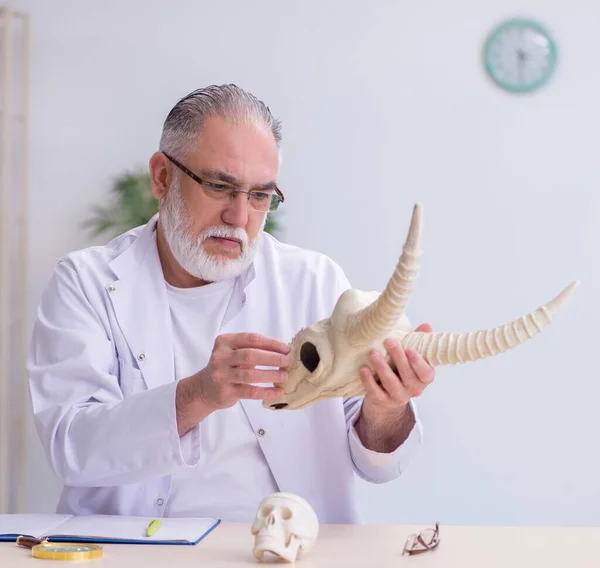 Gammal Paleontolog Undersöker Gethuvud Labbet — Stockfoto