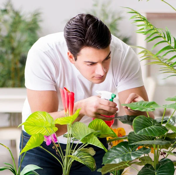 Człowiek Zajmujący Się Roślinami Domu — Zdjęcie stockowe